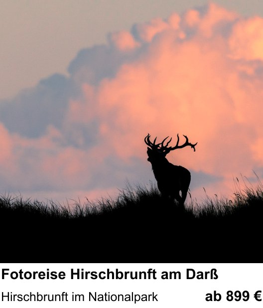 Fundierter Fotokurs mit dem Thema Fotoreise Hirschbrunft am Darß: Hirschbrunft im Nationalpark