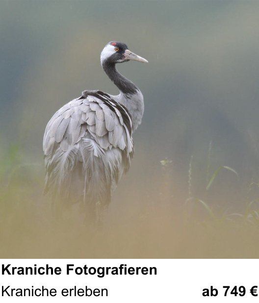 Fundierter Fotokurs mit dem Thema Kraniche Fotografieren: Kraniche erleben