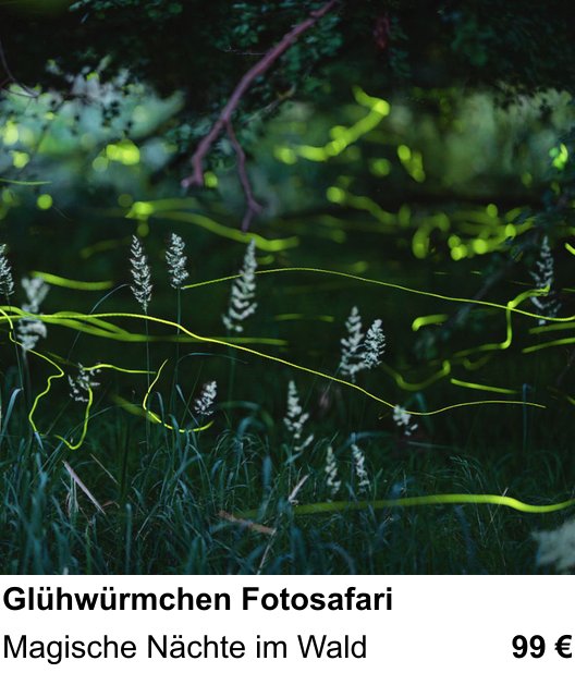 Fundierter Fotokurs mit dem Thema Glühwürmchen Fotosafari: Magische Nächte im Wald