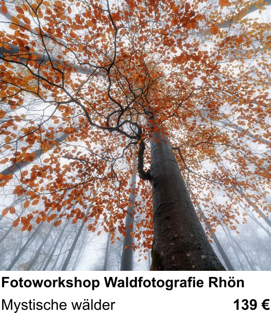 Fundierter Fotokurs mit dem Thema Fotoworkshop Waldfotografie Rhön: Mystische wälder