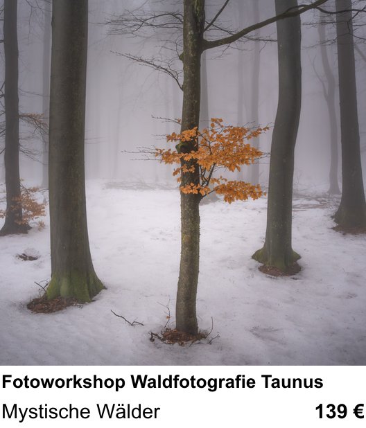 Fundierter Fotokurs mit dem Thema Fotoworkshop Waldfotografie Taunus: Mystische Wälder