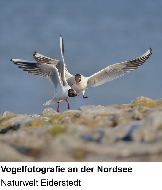 Fundierter Fotokurs mit dem Thema Küstenvögel und Landschaft an der Nordsee: Naturwelt Eiderstedt