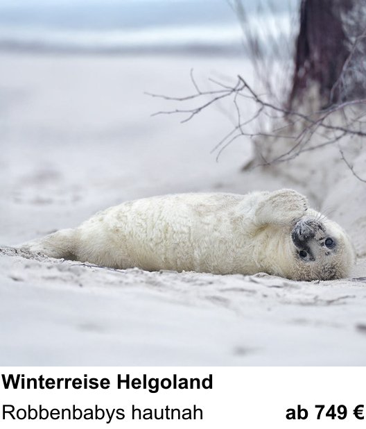 Fundierter Fotokurs mit dem Thema Winterreise Helgoland: Robbenbabys hautnah