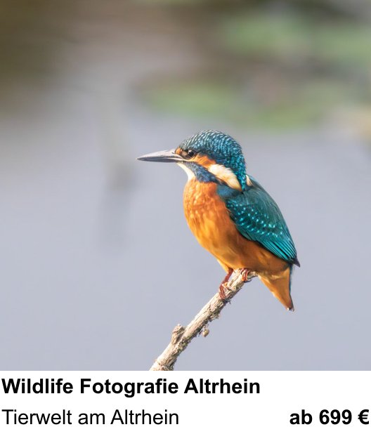 Fundierter Fotokurs mit dem Thema Wildlife Fotografie Altrhein: Tierwelt am Altrhein