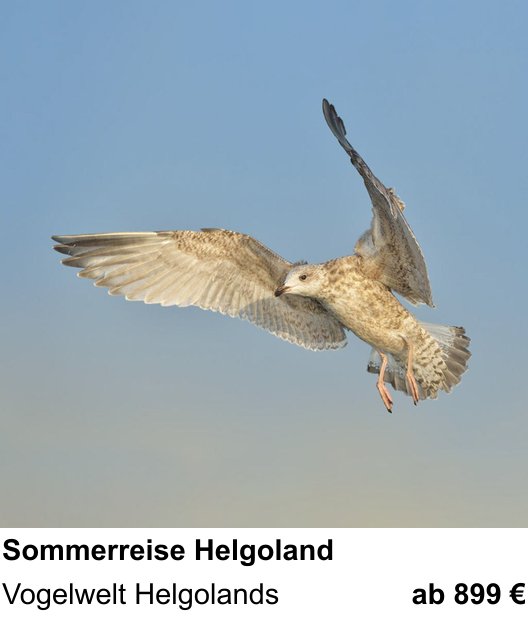 Fundierter Fotokurs mit dem Thema Naturfotografie auf der Hochseeinsel: Vogelwelt Helgolands