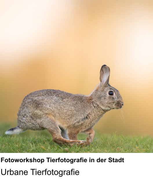 Fotografische Praxis in Köln: Fotoworkshop Tierfotografie in der Stadt