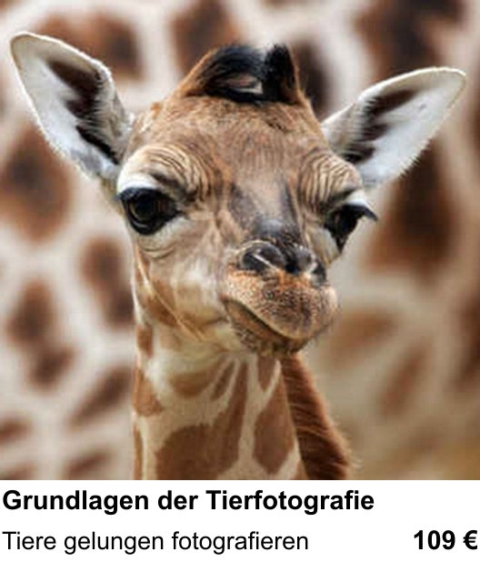 Fotografische Praxis in Köln: Grundlagen der Tierfotografie