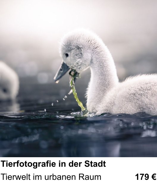 Fotografische Praxis in Köln: Tierfotografie in der Stadt